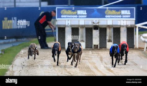 william hill greyhound racing|Iba pa.